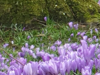 Der Frühling naht mit großen Schritten