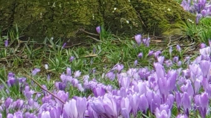 Der Frühling naht mit großen Schritten